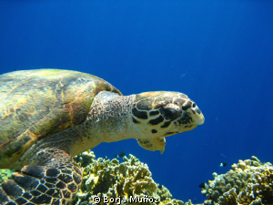snorkeling with turtles by Borja Muñoz 